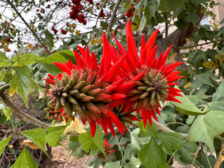 Red flowers of Erythrina tree, or Coral tree (lat. - Erythrina)