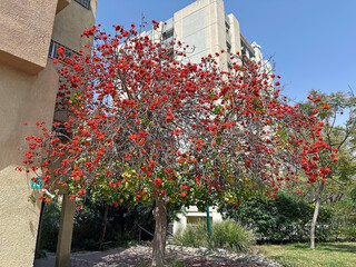 Blooming Erythrina tree, or Coral tree (lat. - Erythrina)