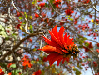 Red flowers of Erythrina tree, or Coral tree (lat. - Erythrina)