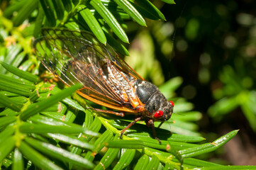 Cicada