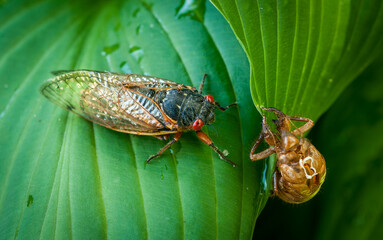 Cicada with exoskeleton
