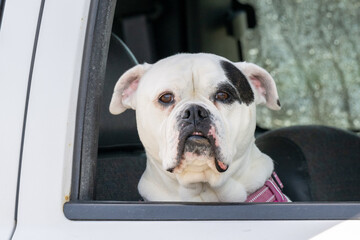 A female British bulldog sitting in a white truck. The stocky dog has white fur with a black spot over its eye. The cute pedigree puppy is wearing a pink collar, looking forward, and is happy. 