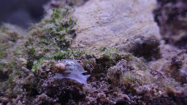 water snail in the aquarium walking on the moss