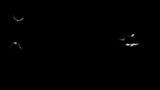 Flock of 5 Sea Gull Birds - Eurasian Black Headed - Flying Around Loop - Alpha Channel - Realistic 3D animation isolated on transparent background