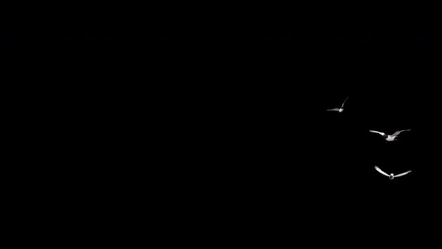 3 Sea Gull Birds - Eurasian Black Headed - Flying Around Loop - Alpha Channel - Realistic 3D animation isolated on transparent background