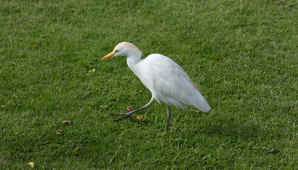 Obraz premium Little egret (Egretta garzetta). The white bird hunts fish in the red Sea.