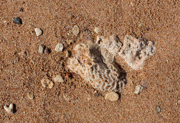 Fossil corals of the Red Sea. Ancient creatures, turned into stone. Reef corals.