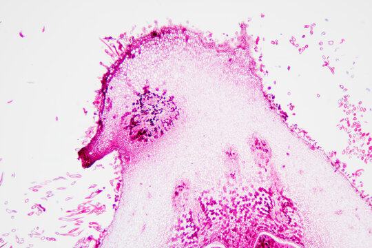 loquat flower plant cells micrograph