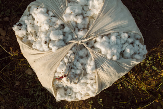 bags of cotton crop
