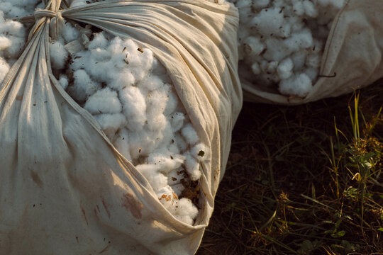 bags of cotton crop