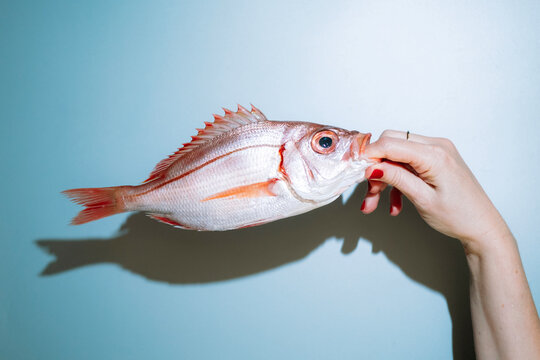 red snapper