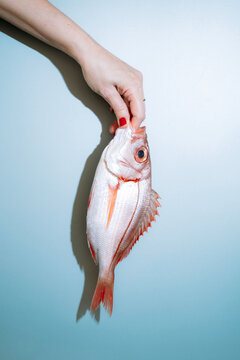 red snapper