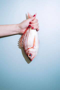 red snapper