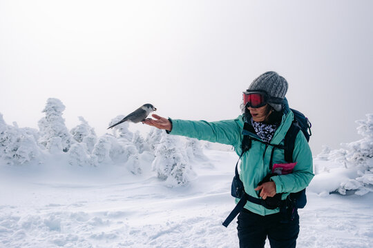 hiker feeding bird  in frozen landscape in White Mountains NH