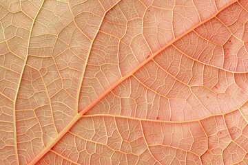 Close up of Fiber structure of dry leaves texture background. Cell patterns of Skeletons leaves, foliage branches, Leaf veins abstract of Autumn background - generative ai