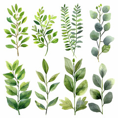 Sage green greenery, watercolour Clipart, white background
