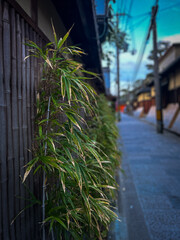 Bamboo along the streets of Kyoto