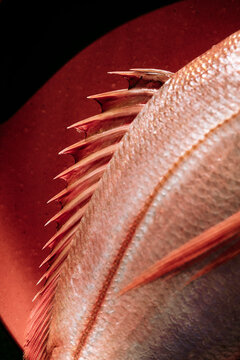 Red snapper in a red plate