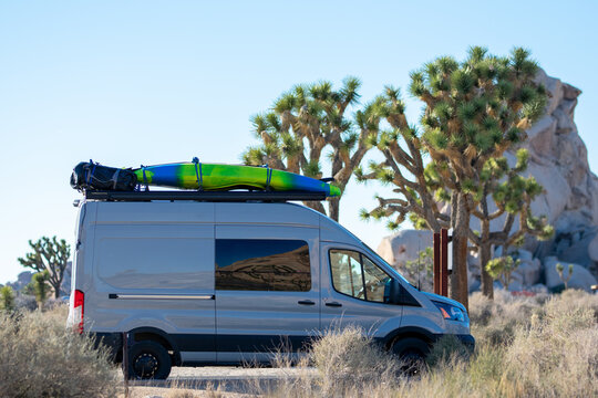 Joshua tree