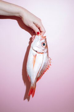 red snapper