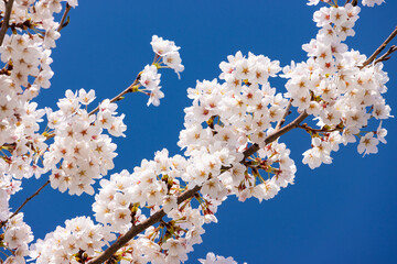 cherry blossom in spring