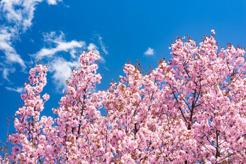 pink cherry blossom and blue sky