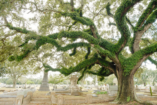 Oak Tree in Old Cemetery in Mobile Alabama