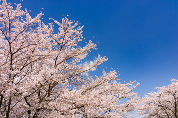 pink cherry blossom and blue sky