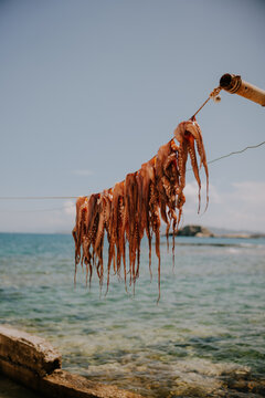 Fresh Catch