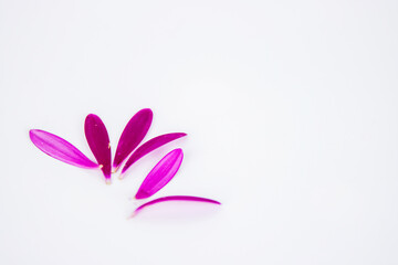 Fallen petals of marigold flowers isolated on white background. Calendula lobes. Hot pink, yellow lobes of African daisy gerbera flower. Simple, minimalistic design. Selective focus. Copy space