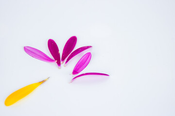 Fallen petals. Hot pink, yellow lobes of African daisy gerbera flower isolated on white background with beautiful shadow reflection. Creative layout. High resolution. Selective focus. Copy space