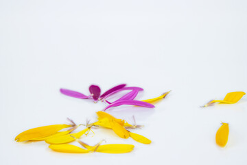 Fallen petals of marigold flowers isolated on white background. Calendula lobes. Hot pink, yellow...