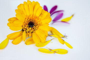 Close-up of daisy flower head with fallen yellow pink petals laying on white background. Isolated...