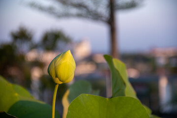Nelumbo nucifera, also known as Indian lotus, is one of two extant species of aquatic plant in the family Nelumbonaceae. Beautiful flower - obrazy, fototapety, plakaty