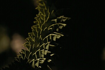 Leaves araucaria tree