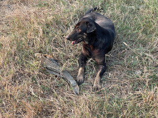 dead fish with dog on the grass