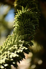 leaf of araucaria