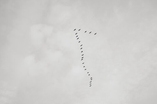 Geese flying in formation