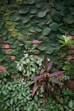 Verdant Wall-Climbing Plants and Brick Texture