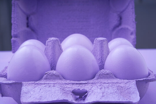 Monochromatic Purple Eggs in Carton
