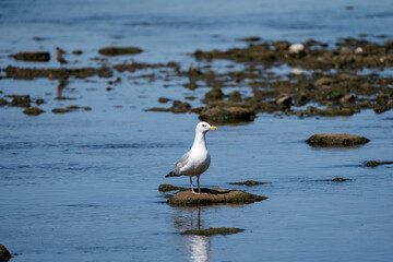seagull standing on a rock - Powered by Adobe