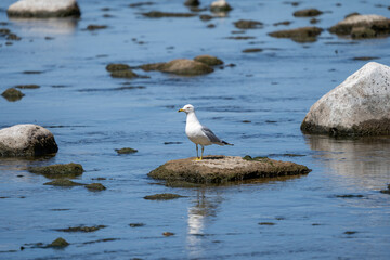 seagull standing on a large rock