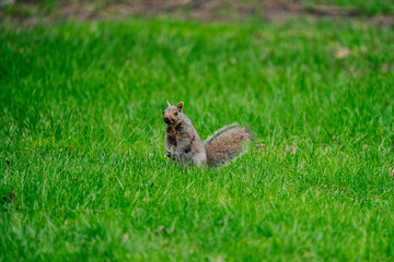 squirrel looking around