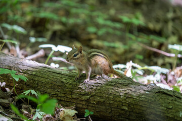 chipmunk looking around