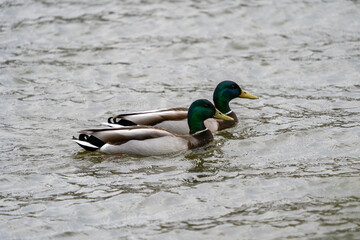 mallards swimming together