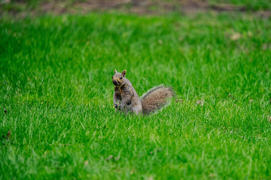 squirrel looking around