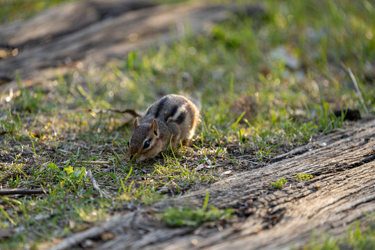 chipmunk foraging for food