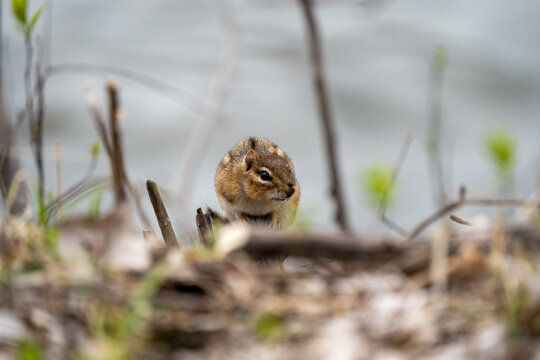 chipmunk lying low