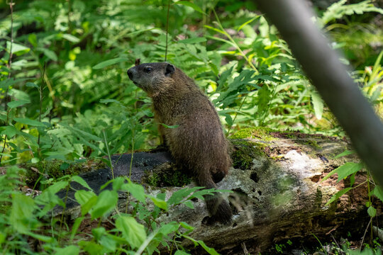 groundhog looking around