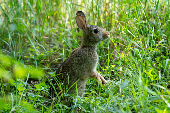 rabbit eating